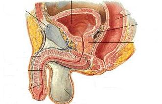 ទីតាំងរបស់ជីចឹងចំពោះបុរស