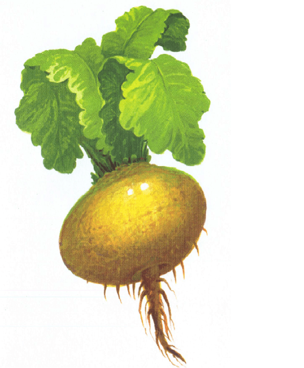 turnip ដើម្បីបង្កើនសក្តានុពល