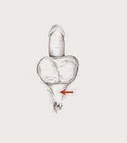 សាច់ដុំសក្តានុពលនិងភាពតានតឹងរបស់ពួកគេដើម្បីបង្កើនសក្តានុពល